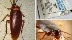 Рецепти з борновою кислотою з тарганів