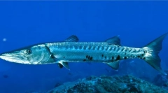 Річкові монстри