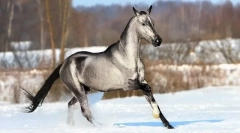 Рідкісні та незвичайні тримачі коней (10 фотографій)