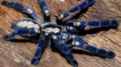 Рідкісні павуки: 10 найбільш незвичайних видів