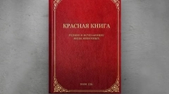 Рідкісні птахи євразія