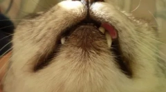 Рідкісні захворювання в кішках: яка еозинофільна гранула і як позбутися від нього