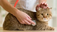 Регулярна перевірка кішки