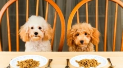 Оцінка каналів: вибір кормів для великих і дрібних порід