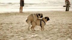 Система репродуктивної (секс)