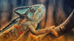 Рептилія. Будівництво та особливості