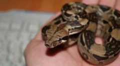 Рептилії в будинку