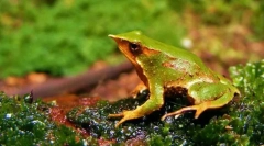 Ринодермія дарвін