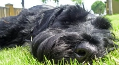 Risenshnauzer: опис породи, особливості догляду та технічного обслуговування