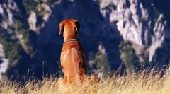 Rhodesian ridgeback (фото): хмарний мисливець і сміливий годинник
