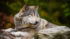 Родичі собаки