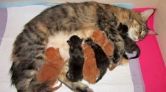 Пологів кішки