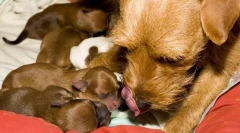 Народження собак