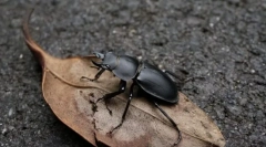 Рогач барбаросса