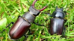 Рогаті жуки