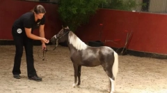 Ріст коня та вага