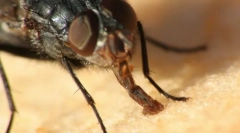 Рота апарат комахи