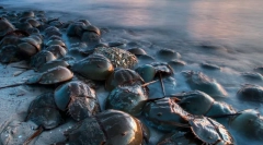 Заклепки динозаврів: 10 старовинних тварин, які були збережені до цього дня