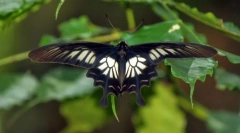 Роза цейлон