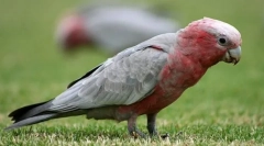 Рожевий какада