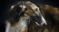 Російська borzya (фото): елегантний аристократ і жорстокий мисливець