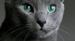 Російська синя кішка (фотографії): стримана краса з зеленими очима