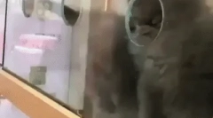 Російська синя кішка