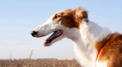 Російський псов