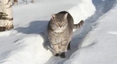 Російські породи котів