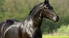 Російський рисак