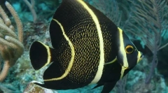 Рибний ангел