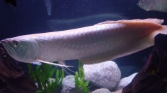 Риба аравана