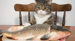 Риба для кішки