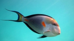 Рибний хірург