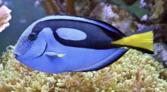 Хірург риби