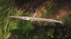 Рибна голка