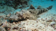 Рибний крокодил