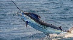 Рибний меч - одна з найшвидших риб у світі