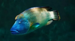 Рибний наполеон