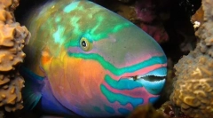 Рибний папуга