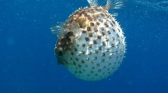 Рибний м'яч