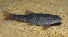 Рибний лікар