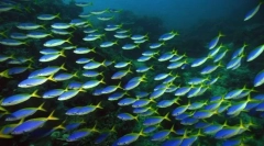 Зовнішня риба