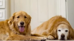 Імбир-безсоромний: топ 15 червоних порід собак