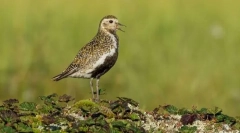 Ржанка золотий південь