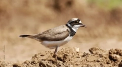 Ржанко-форм. Відділення птахів