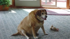 Цукровий діабет у собак: симптоми та лікування, ніж годування домашніх тварин