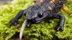 Саламандри