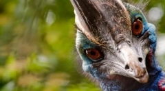 Найбільш агресивний птах