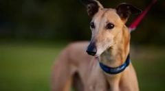 Найшвидша собака у світі